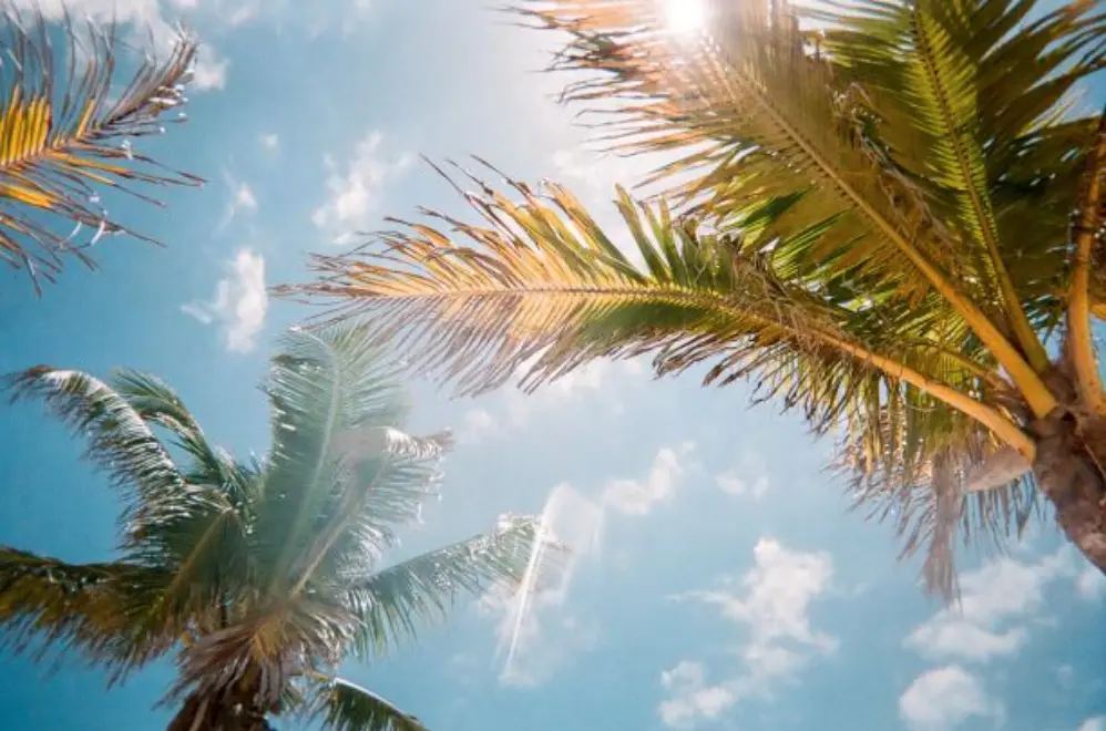 Palm trees against a sunny sky